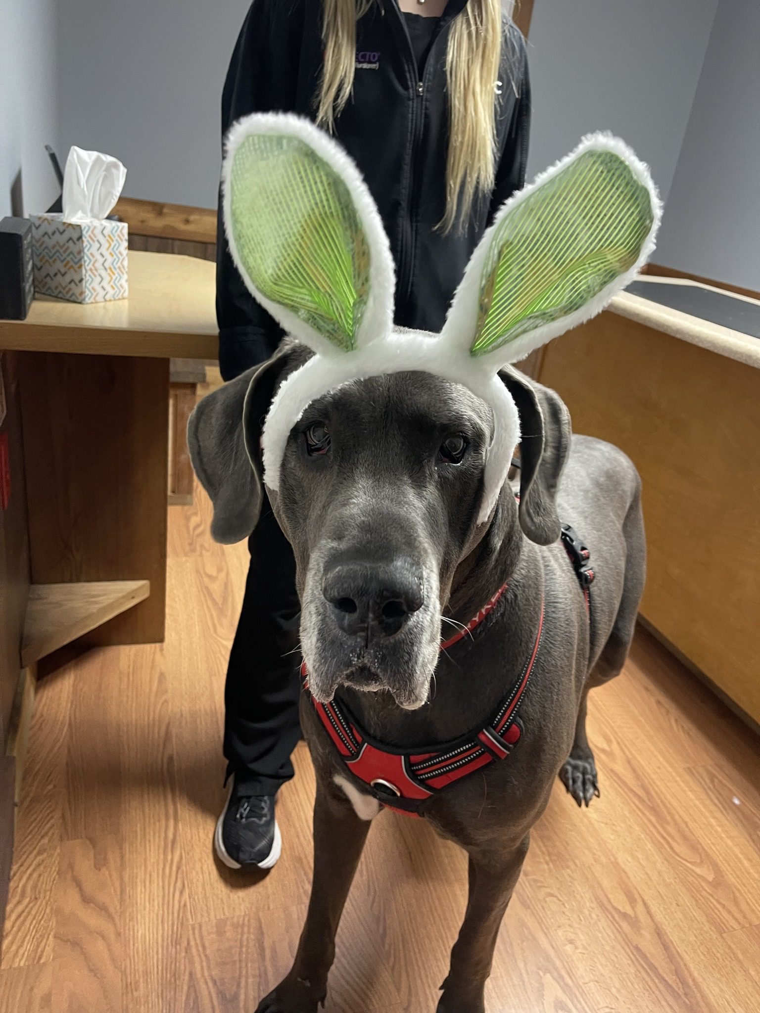 Dog Wearing A Bunny Ears Headband