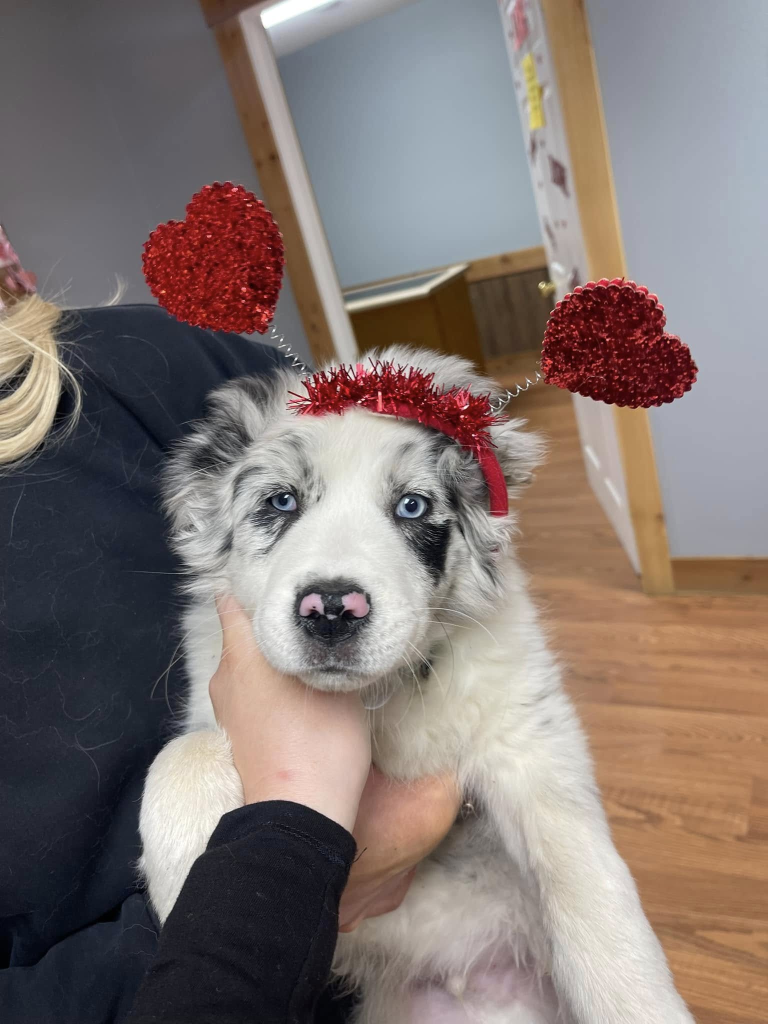White Dog With Heart Ears