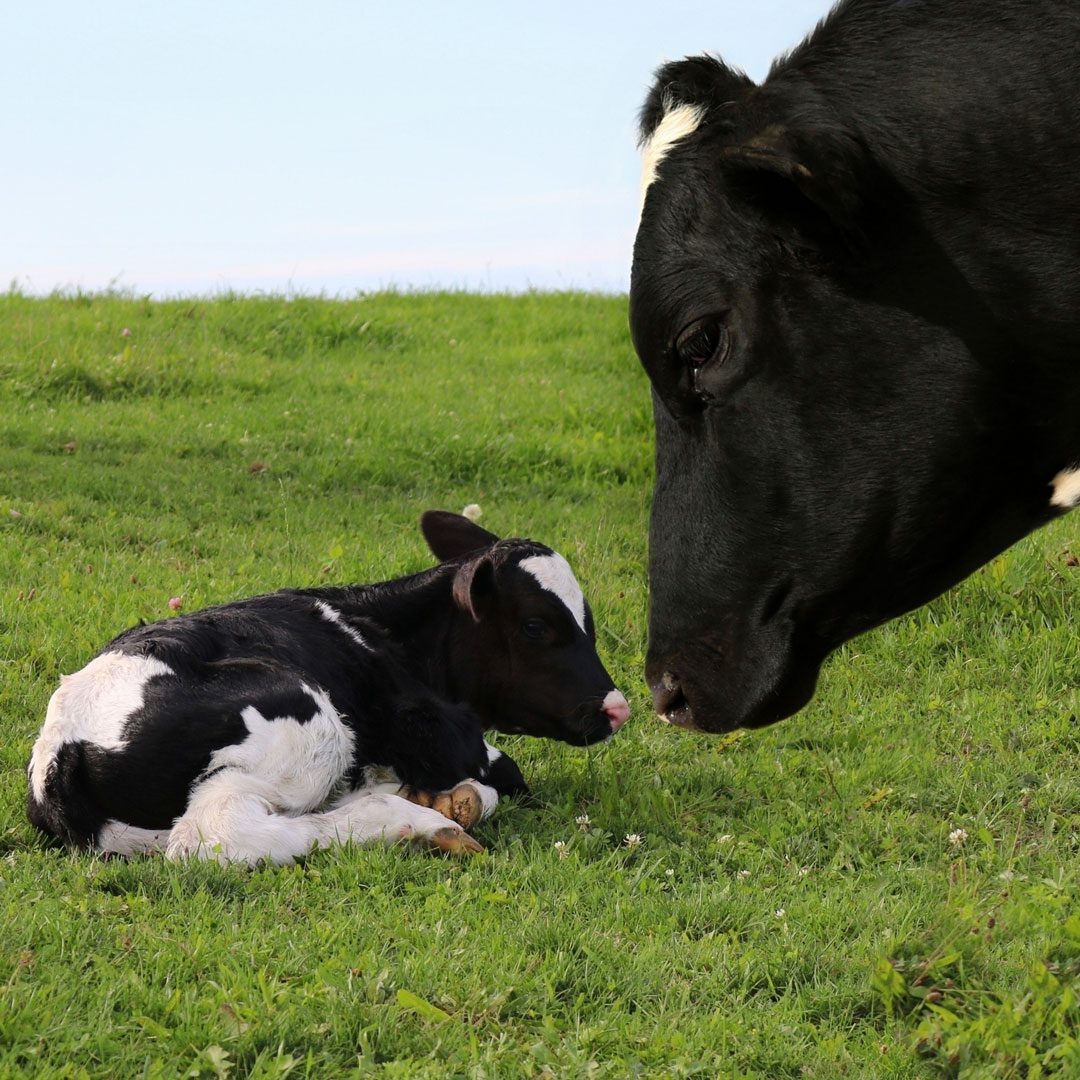 baby cow laying in the grass next to its mother