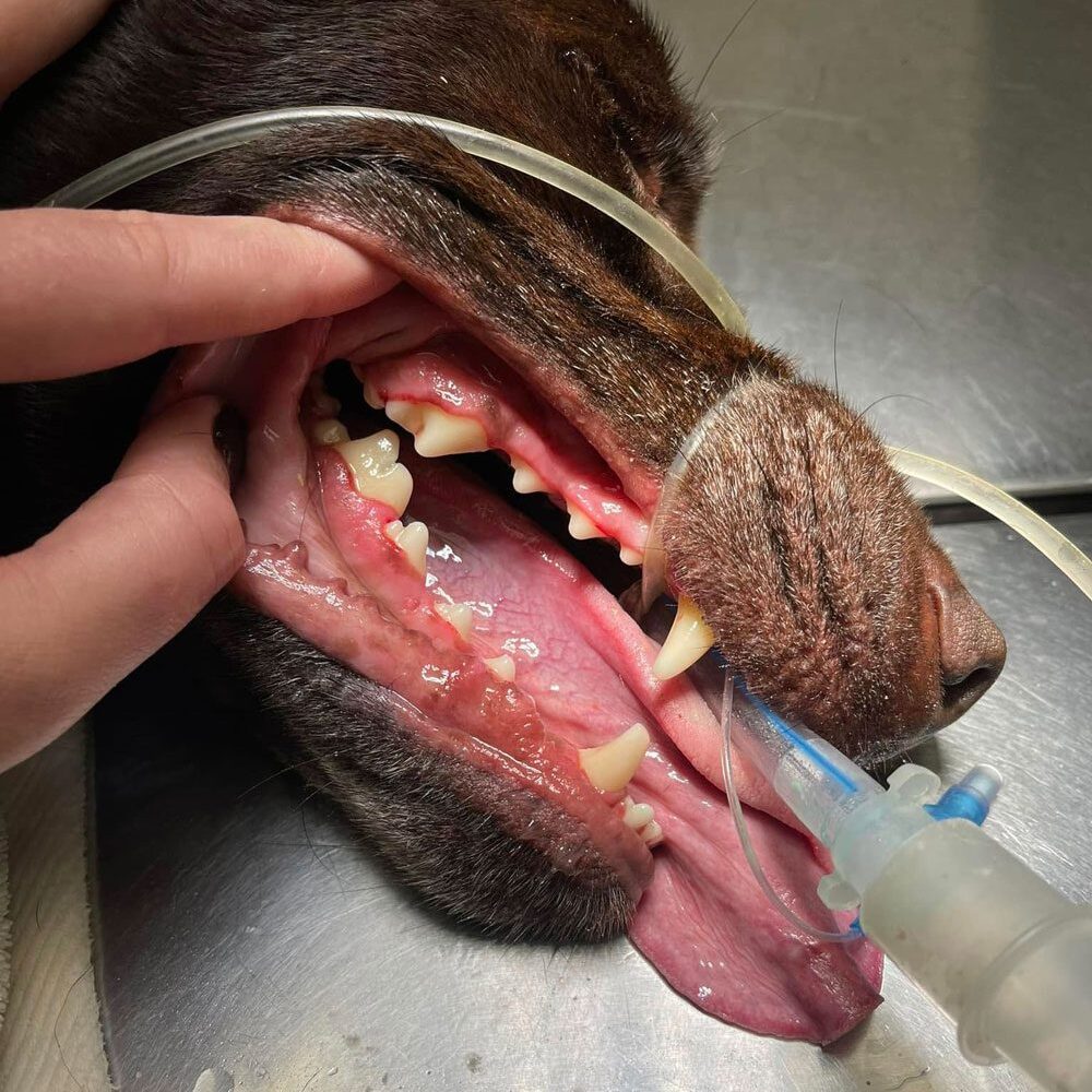 Dog getting a teeth cleaning