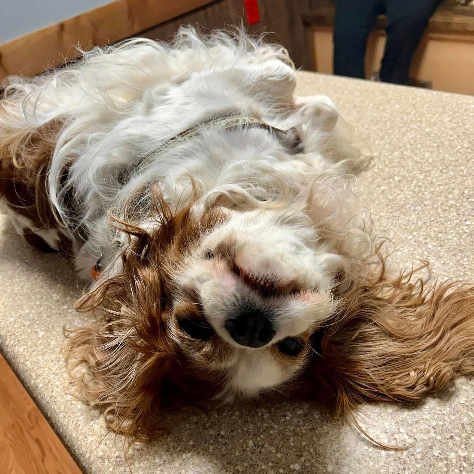 Dog rolling on their back