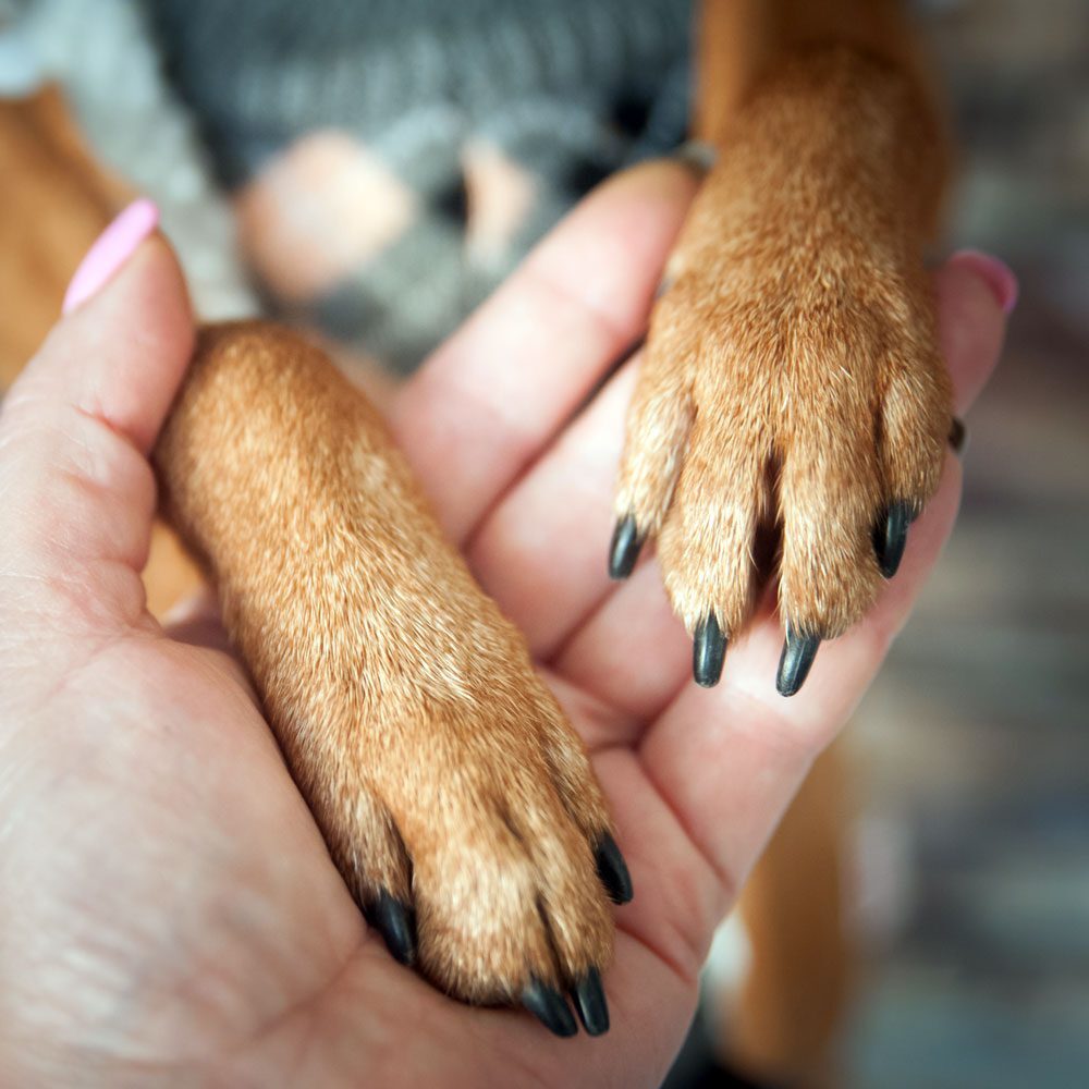 woman holding dog's paws