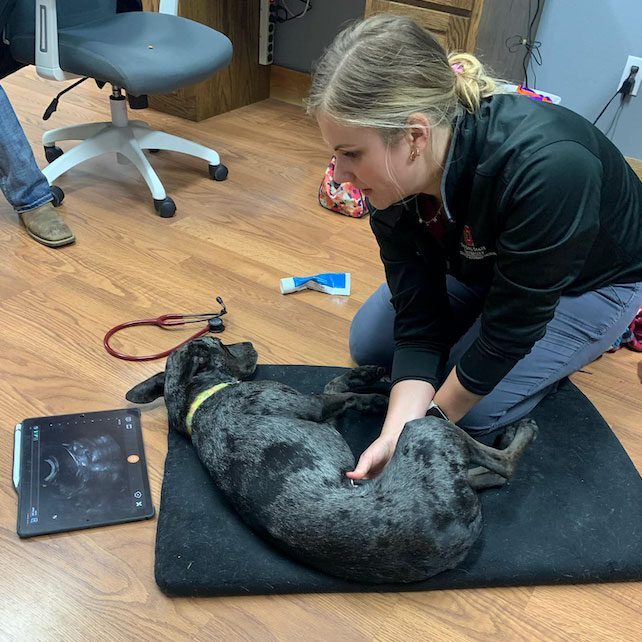 Dog Ultrasound veterinarian conducting an emergency ultrasound to diagnose condition