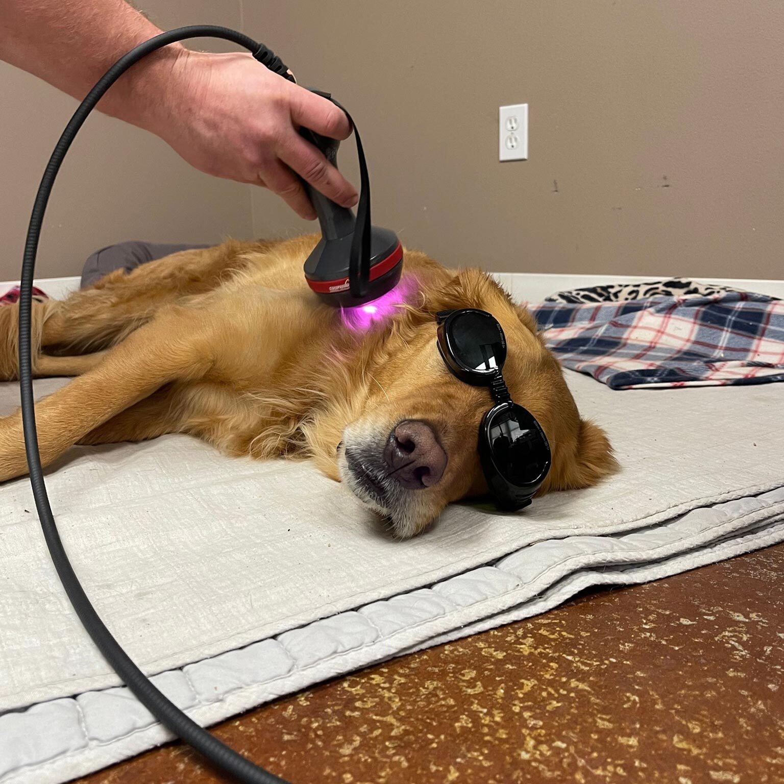 golden retriever lying on side and wearing dark goggles while veterinarian performs laser therapy treatment