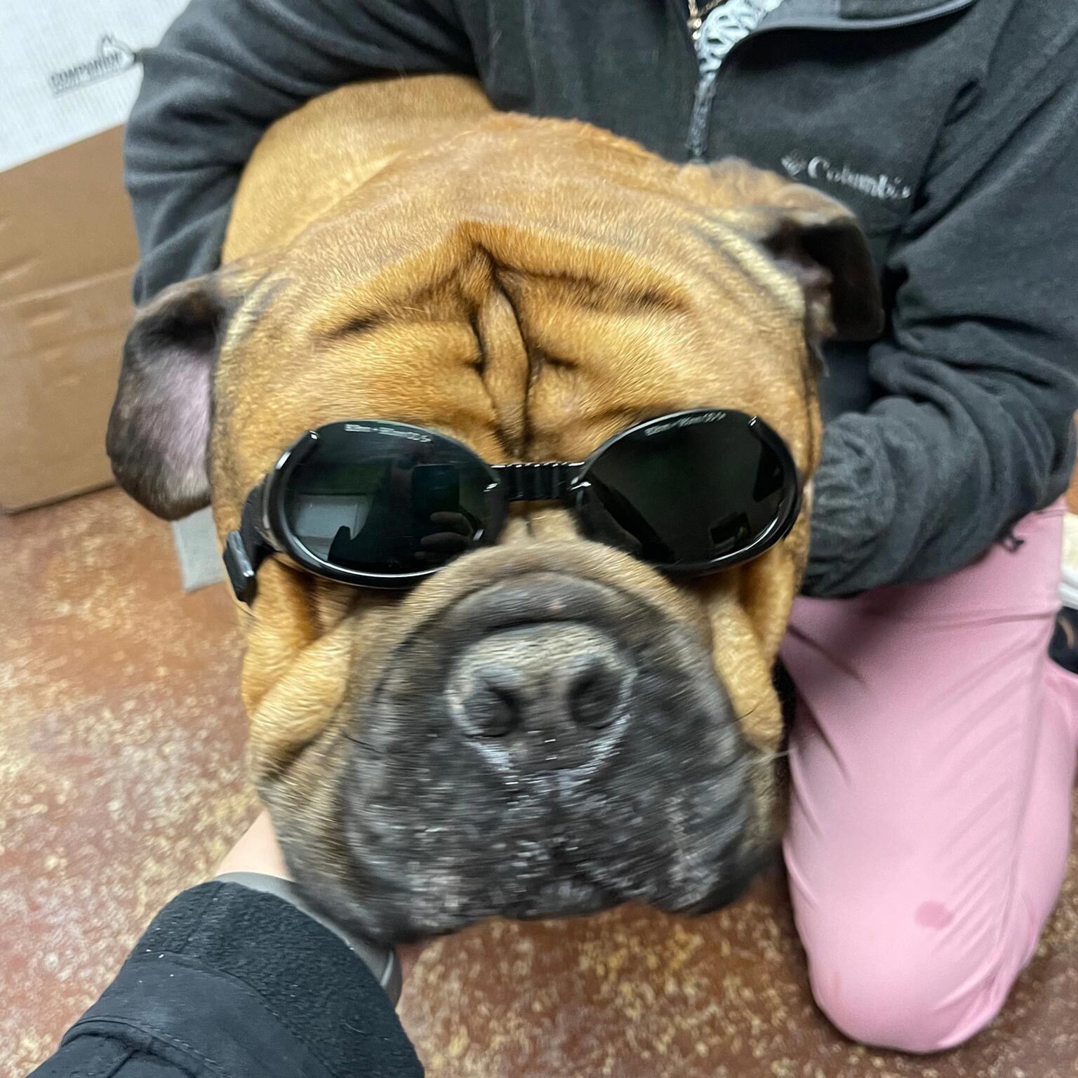 dog wearing dark goggles for laser therapy session
