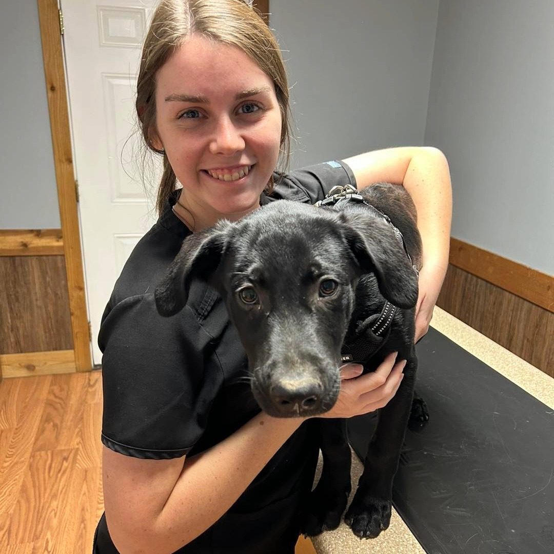 young female veterinary technician assistant holding black labrador puppy
