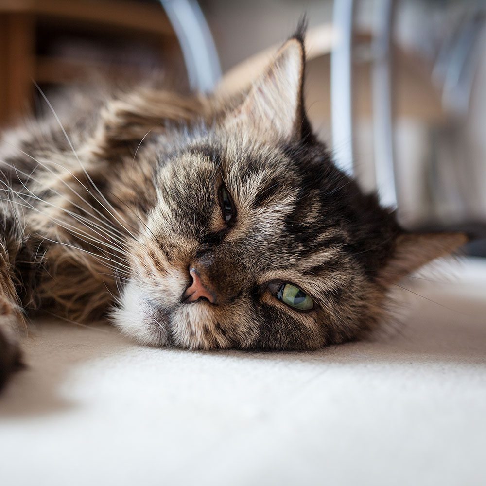 Old Sick Cat old sick cat laying on a bed staring at the camera