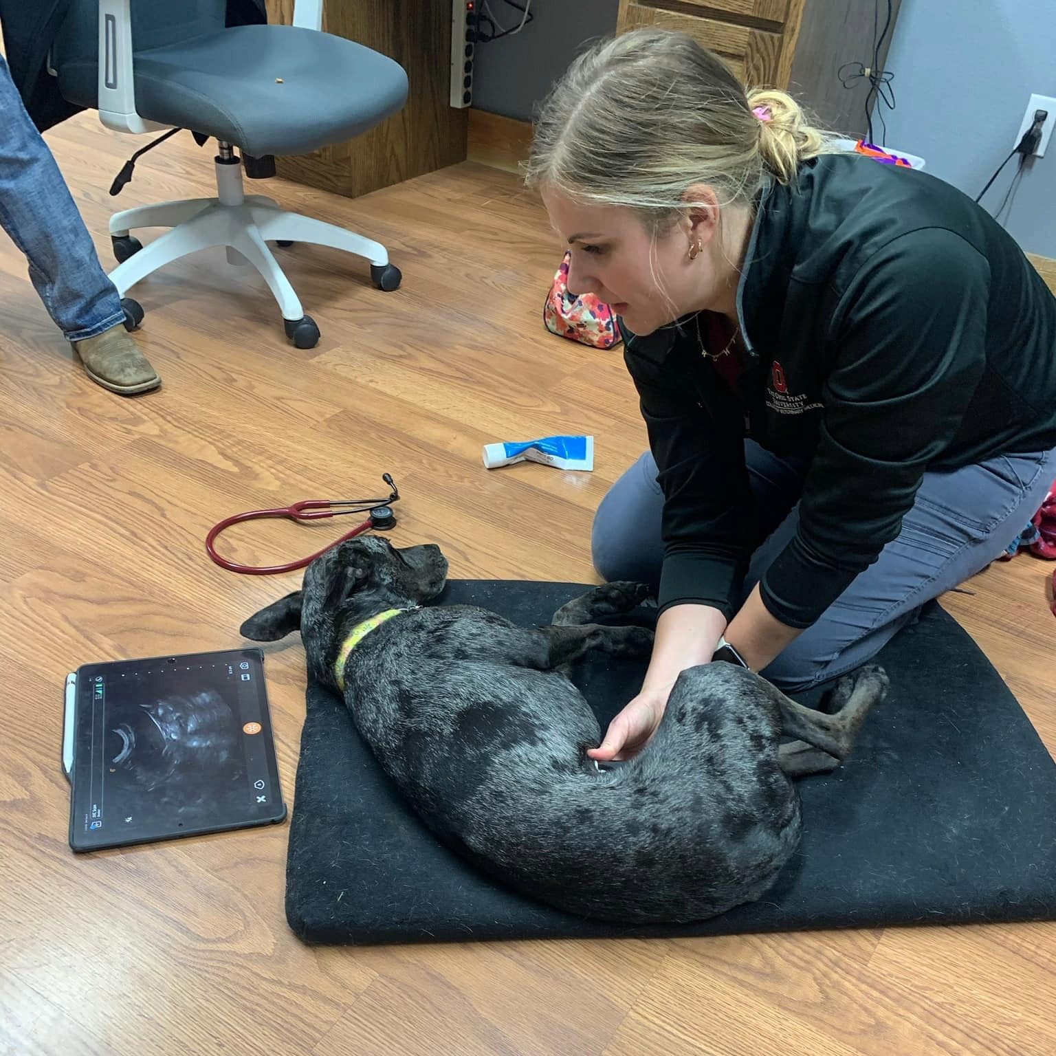 female veterinarian taking ultrasound of dog