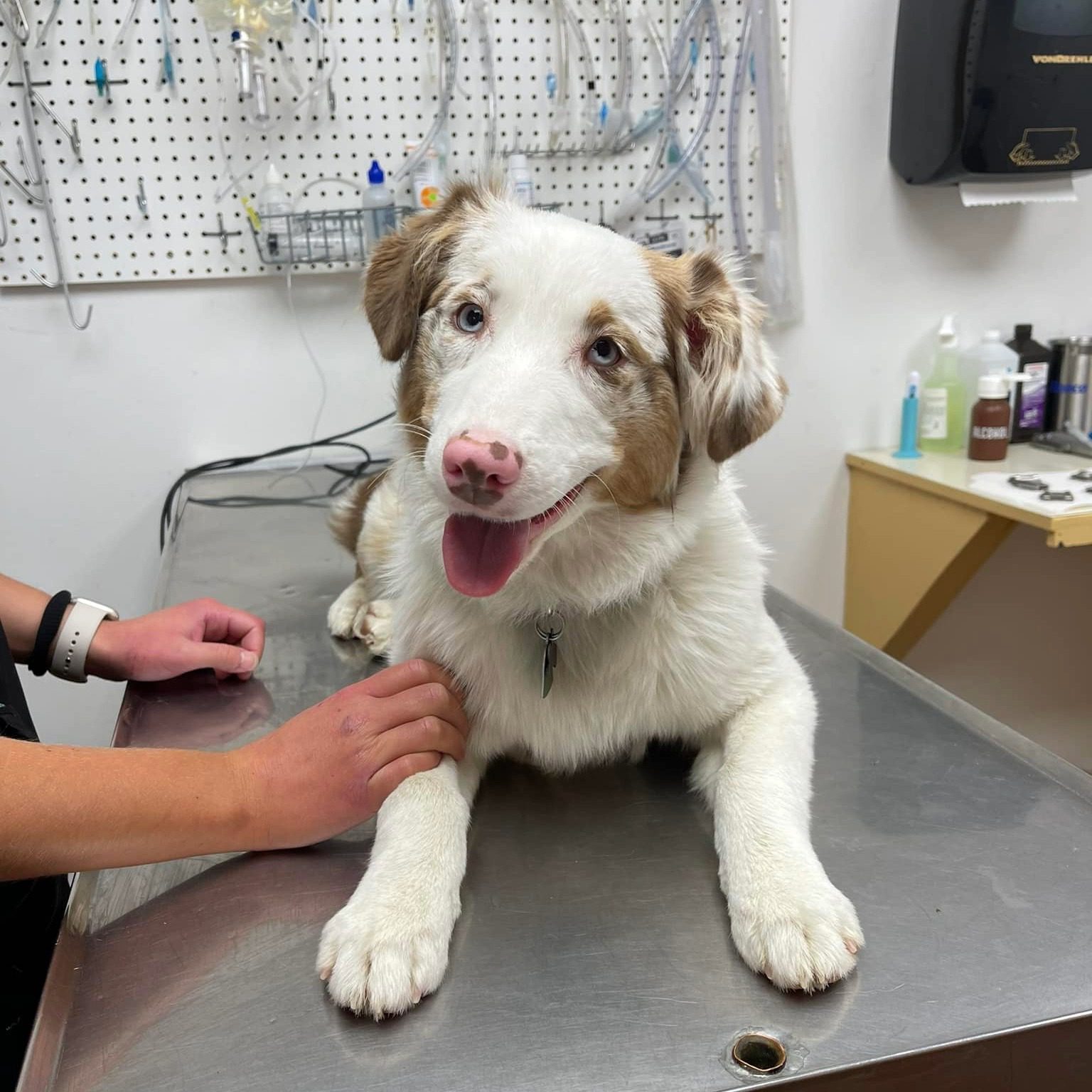 puppy sitting on veterinary exam table