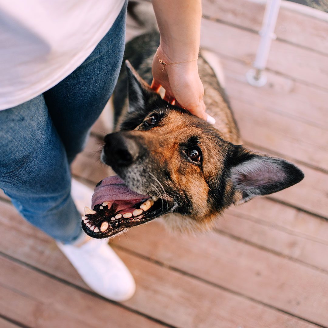 senior dog smiling up at owner