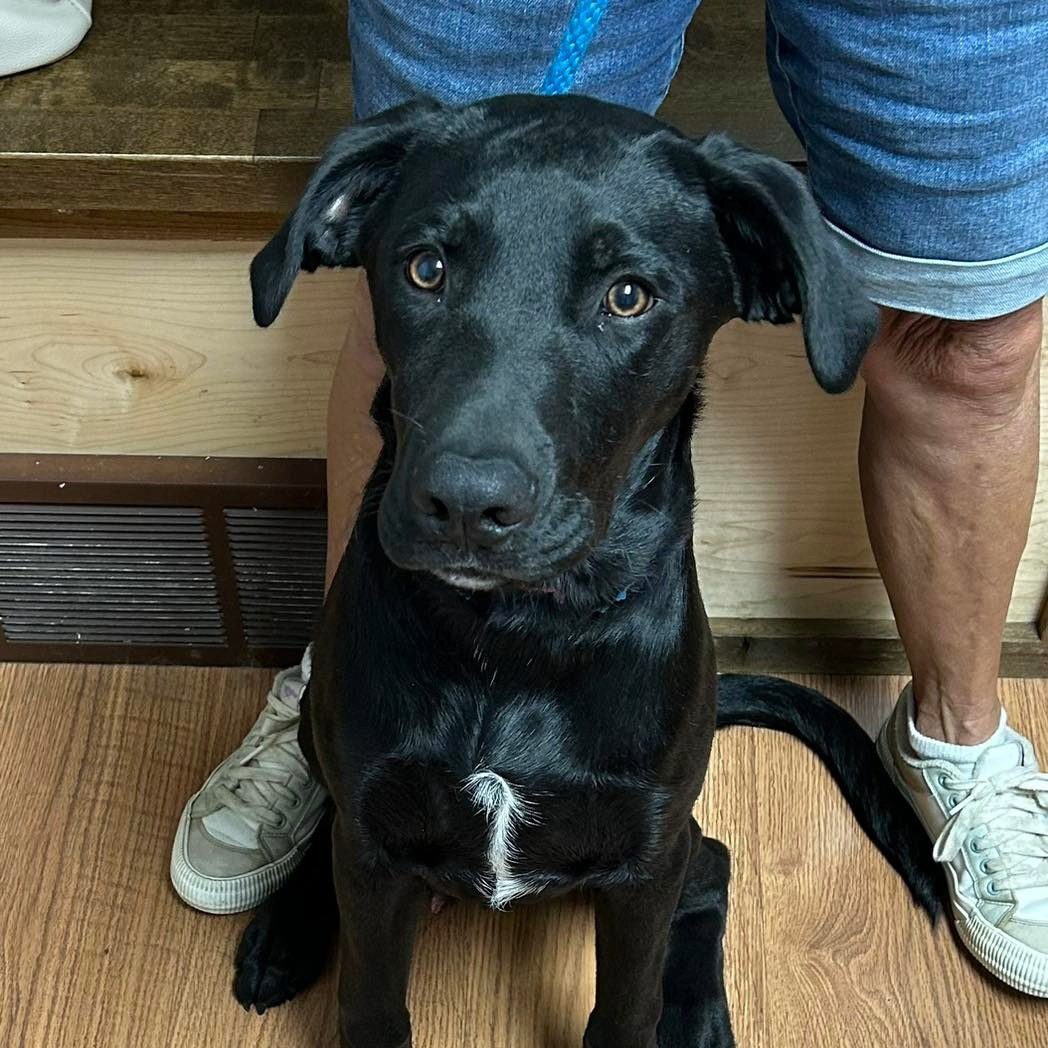 black puppy sitting on the floor