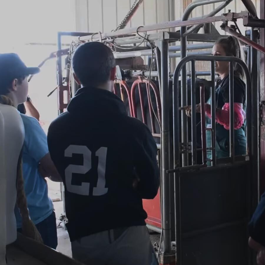 female staff member standing next to cow inside cage and educating young adults