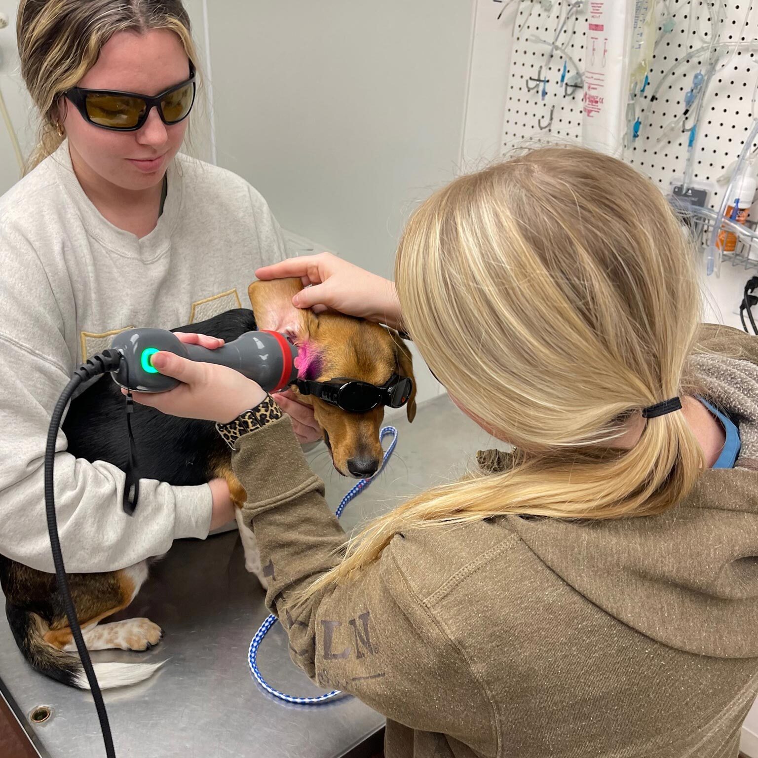 two female staff members wearing sunglasses while performing laser therapy session on small dog wearing goggles