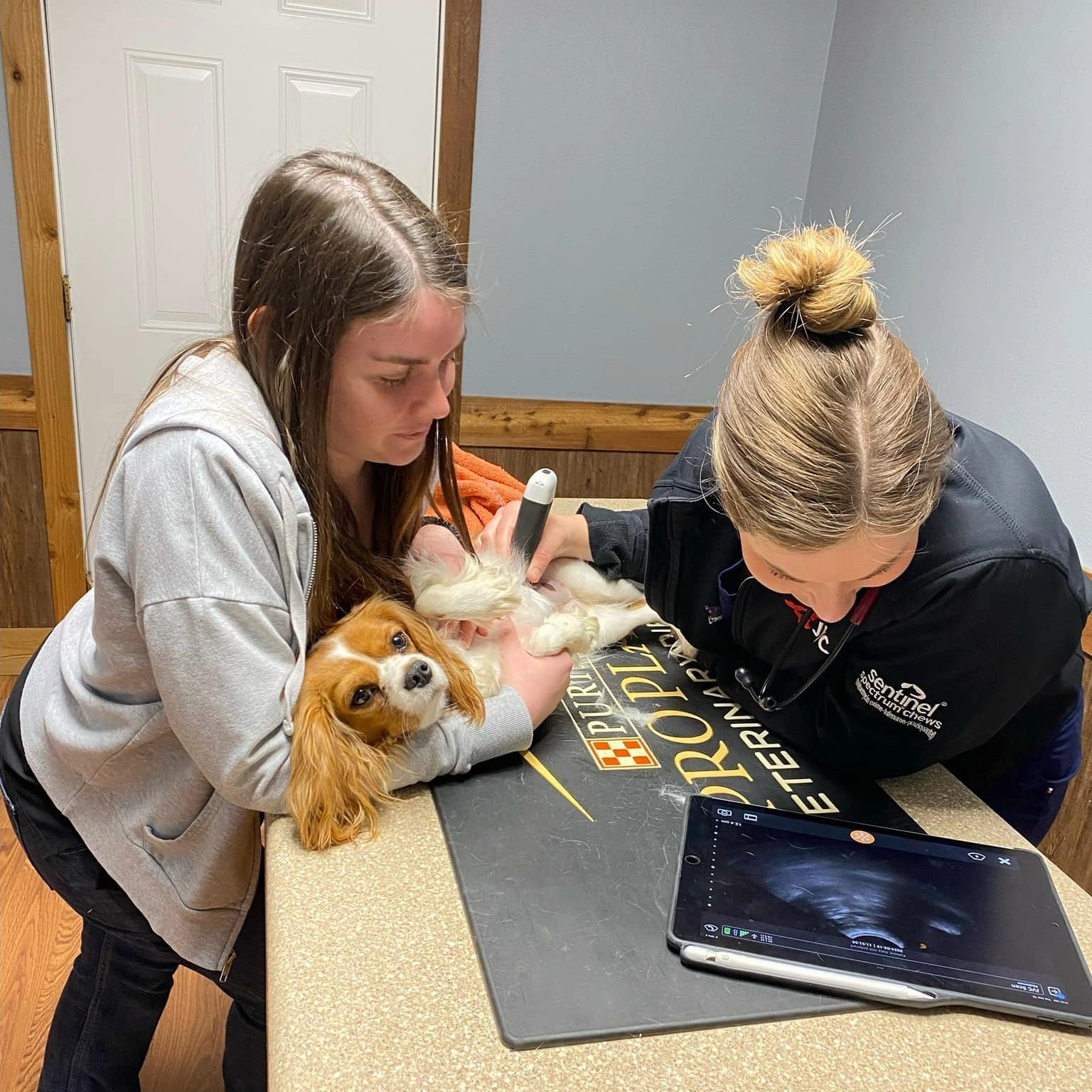 two female veterinary technicians taking an ultrasound of a dog