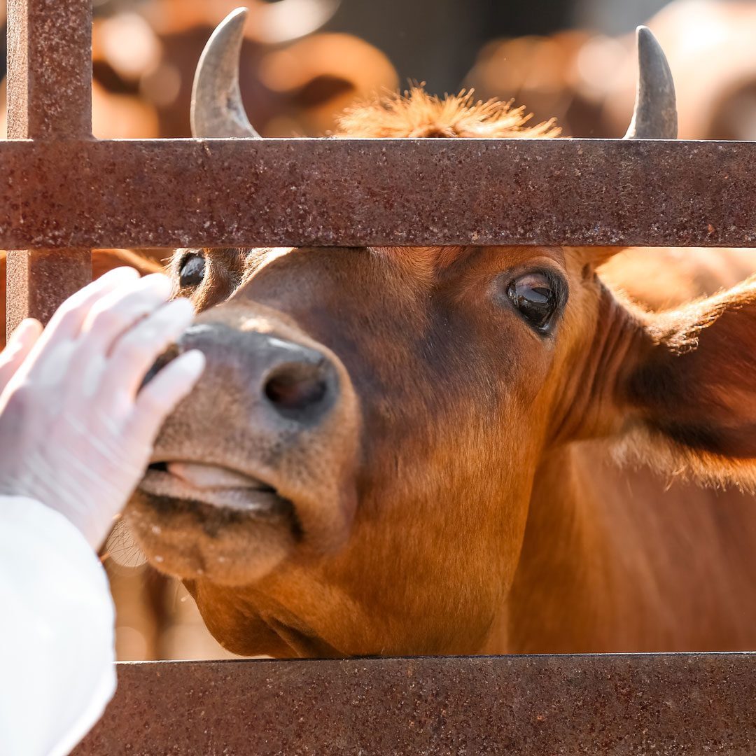 Vet Examining Cow Vet Examining Cow
