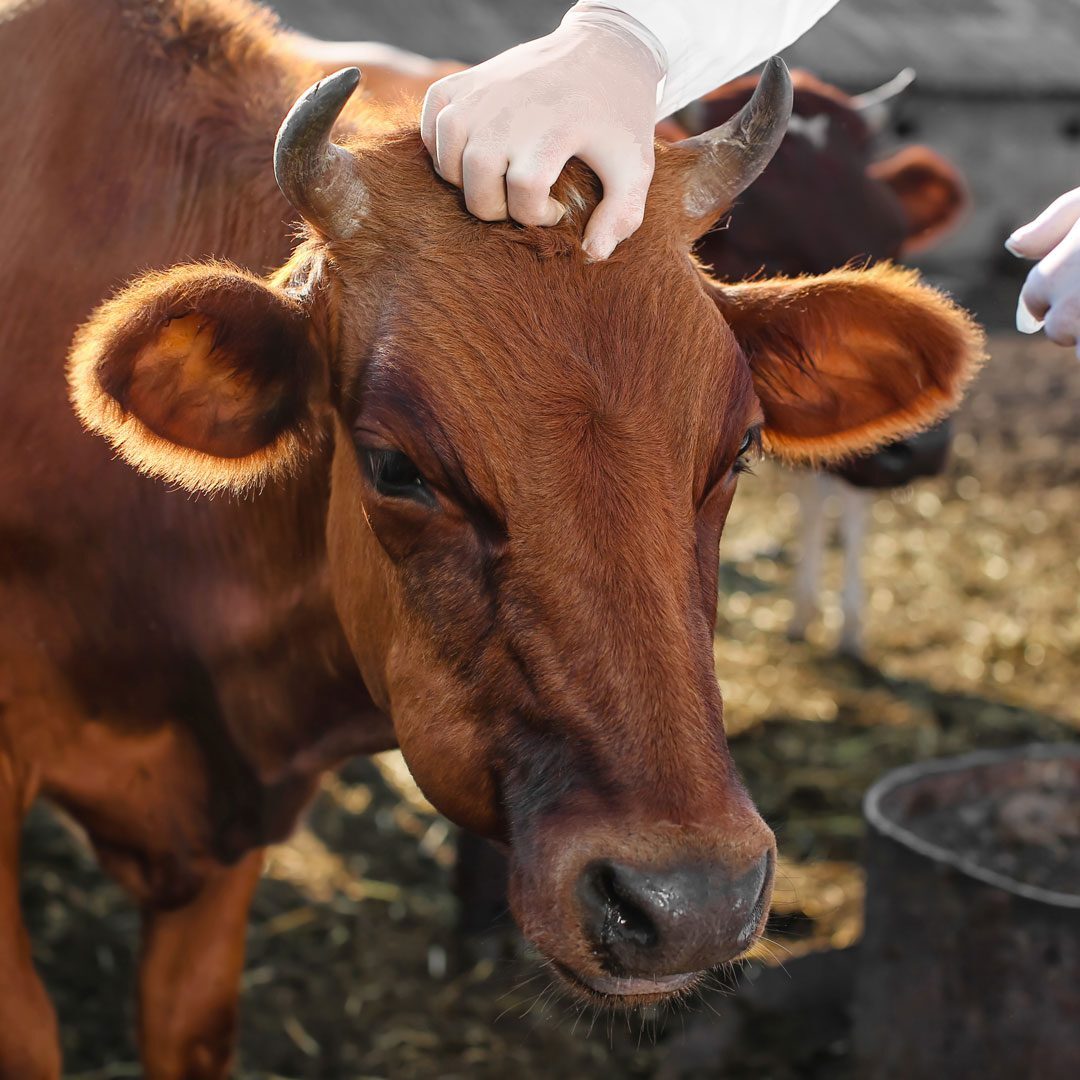 Veterinarian Treating Cow