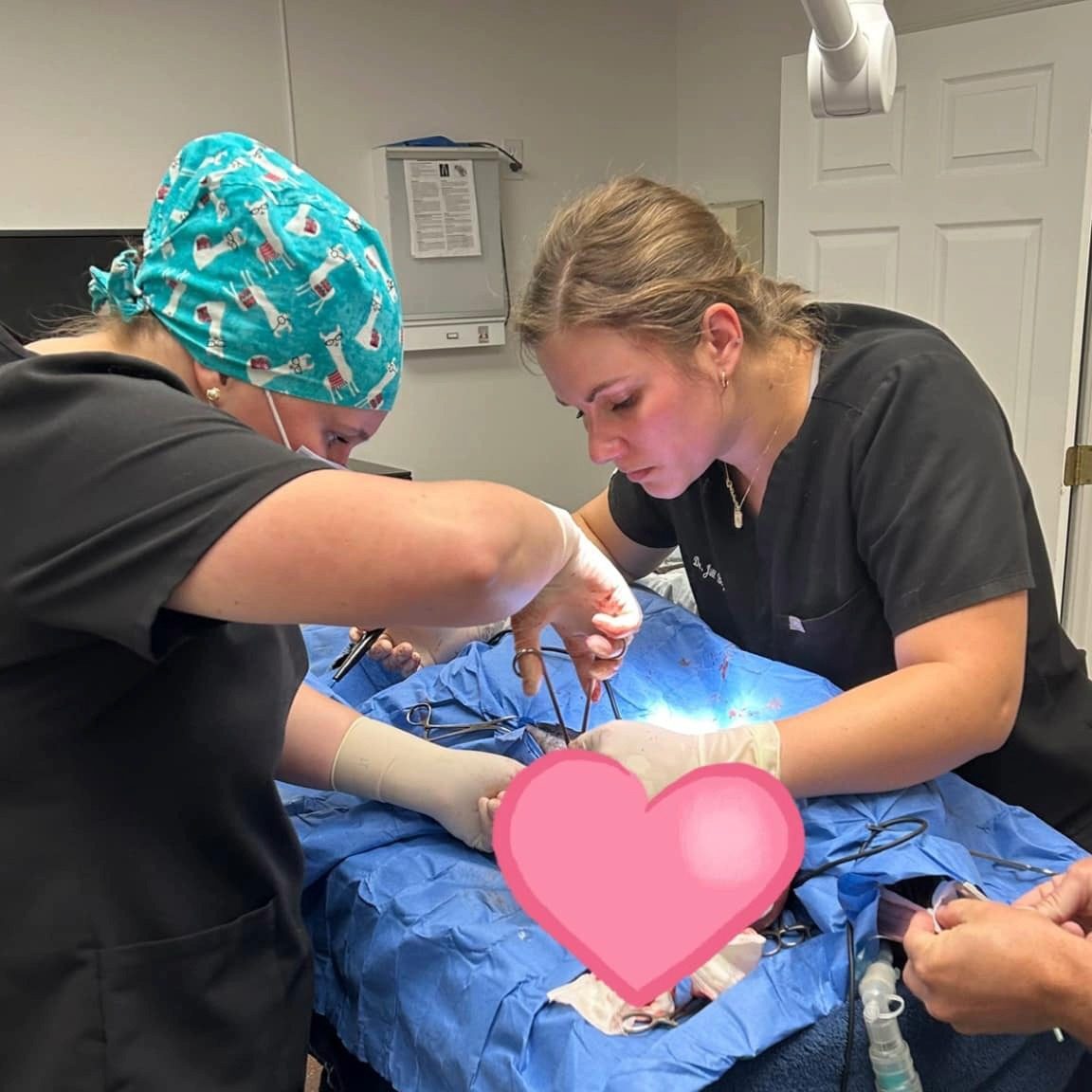 veterinarians performing surgery on animal